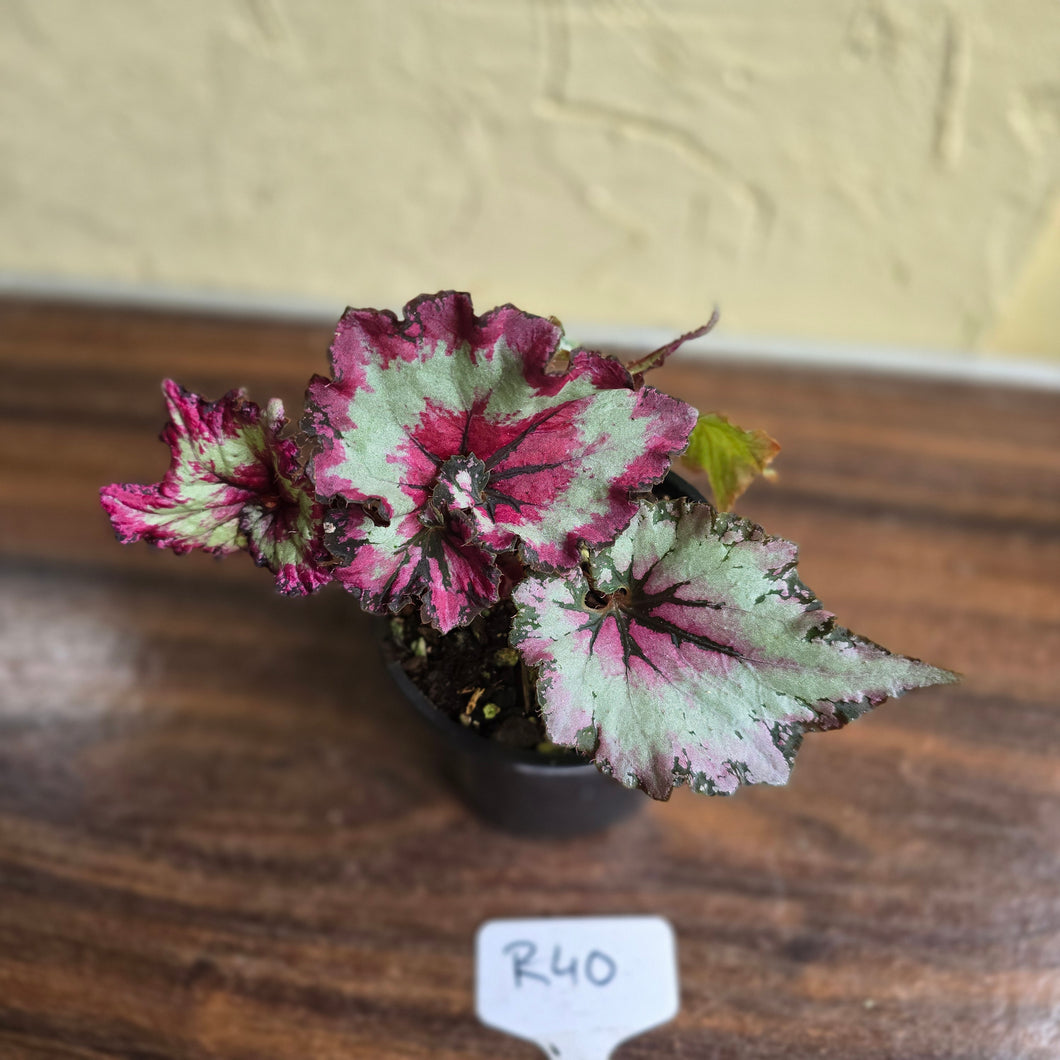 #R40 Begonia Unknown