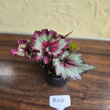 Load image into Gallery viewer, #R40 Begonia Unknown