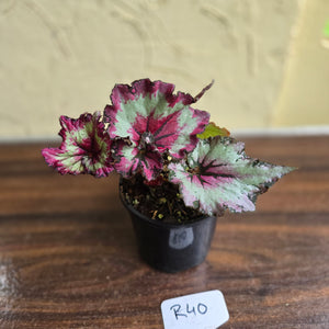 #R40 Begonia Unknown