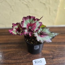 Load image into Gallery viewer, #R40 Begonia Unknown