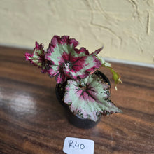 Load image into Gallery viewer, #R40 Begonia Unknown