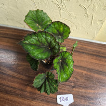 Load image into Gallery viewer, #D48 Begonia Unknown