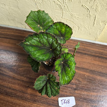 Load image into Gallery viewer, #D48 Begonia Unknown