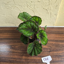 Load image into Gallery viewer, #D48 Begonia Unknown