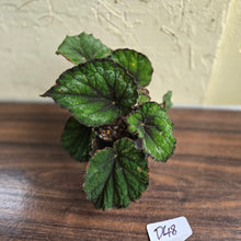 Load image into Gallery viewer, #D48 Begonia Unknown