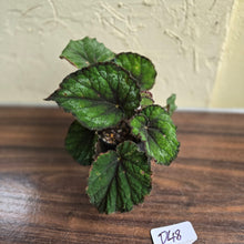 Load image into Gallery viewer, #D48 Begonia Unknown