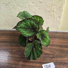 Load image into Gallery viewer, #D48 Begonia Unknown