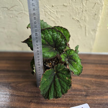 Load image into Gallery viewer, #D48 Begonia Unknown