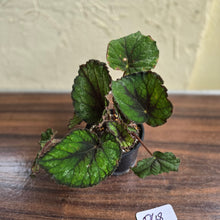 Load image into Gallery viewer, #D48 Begonia Unknown