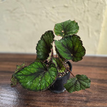 Load image into Gallery viewer, #D48 Begonia Unknown
