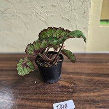 Load image into Gallery viewer, #D48 Begonia Unknown