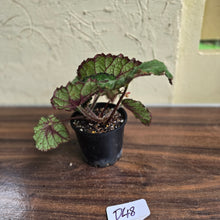 Load image into Gallery viewer, #D48 Begonia Unknown