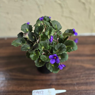 #D912 African Violet 'Dolly Dimples'
