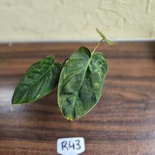 Load image into Gallery viewer, #R43 Variegated Philodendron Melanochrysum x Sharoniae
