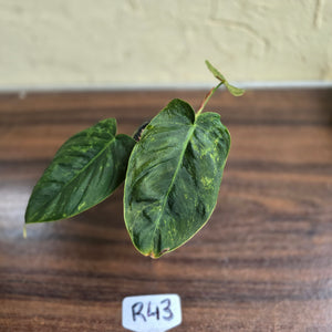 #R43 Variegated Philodendron Melanochrysum x Sharoniae