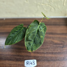 Load image into Gallery viewer, #R43 Variegated Philodendron Melanochrysum x Sharoniae
