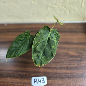 #R43 Variegated Philodendron Melanochrysum x Sharoniae