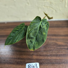 Load image into Gallery viewer, #R43 Variegated Philodendron Melanochrysum x Sharoniae