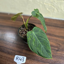 Load image into Gallery viewer, #R43 Variegated Philodendron Melanochrysum x Sharoniae