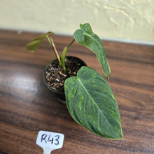 Load image into Gallery viewer, #R43 Variegated Philodendron Melanochrysum x Sharoniae