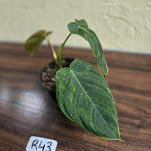 Load image into Gallery viewer, #R43 Variegated Philodendron Melanochrysum x Sharoniae