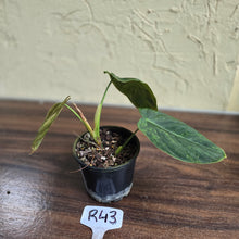Load image into Gallery viewer, #R43 Variegated Philodendron Melanochrysum x Sharoniae