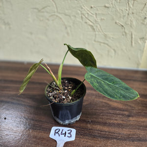 #R43 Variegated Philodendron Melanochrysum x Sharoniae