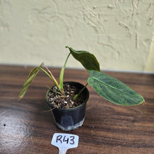 Load image into Gallery viewer, #R43 Variegated Philodendron Melanochrysum x Sharoniae