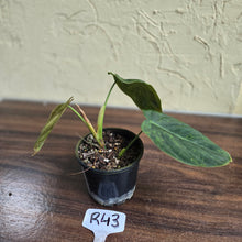 Load image into Gallery viewer, #R43 Variegated Philodendron Melanochrysum x Sharoniae