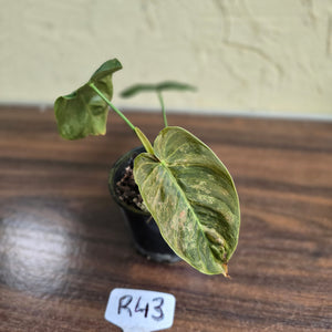 #R43 Variegated Philodendron Melanochrysum x Sharoniae