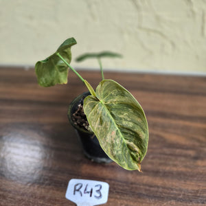 #R43 Variegated Philodendron Melanochrysum x Sharoniae