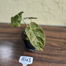 Load image into Gallery viewer, #R43 Variegated Philodendron Melanochrysum x Sharoniae