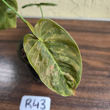 Load image into Gallery viewer, #R43 Variegated Philodendron Melanochrysum x Sharoniae