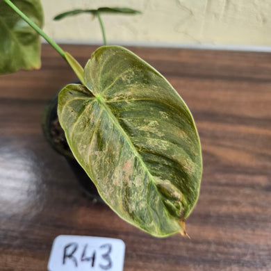 #R43 Variegated Philodendron Melanochrysum x Sharoniae