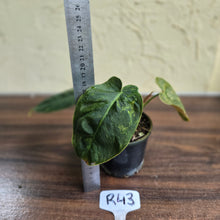 Load image into Gallery viewer, #R43 Variegated Philodendron Melanochrysum x Sharoniae