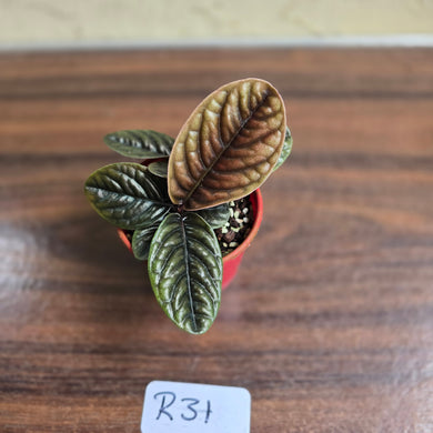 #R31 Two x Headed Labisia Sp.