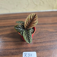 Load image into Gallery viewer, #R31 Two x Headed Labisia Sp.