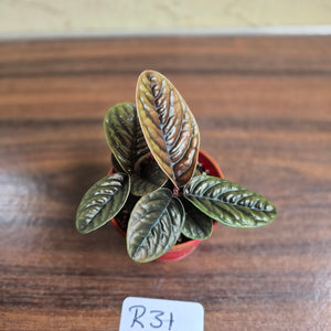 #R31 Two x Headed Labisia Sp.