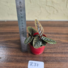 Load image into Gallery viewer, #R31 Two x Headed Labisia Sp.