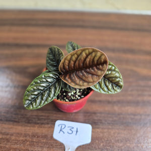 #R31 Two x Headed Labisia Sp.