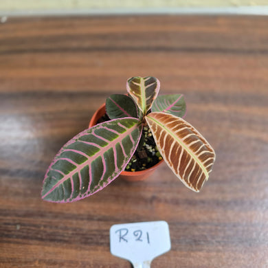 #R21 Labisia Riau Pink