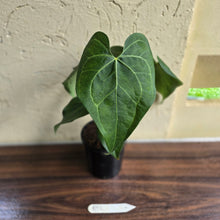 Load image into Gallery viewer, #B92 Large Anthurium Clarinervium x
