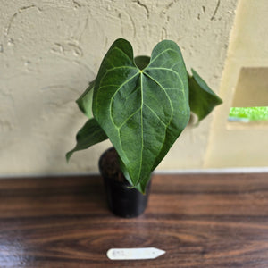 #B92 Large Anthurium Clarinervium x