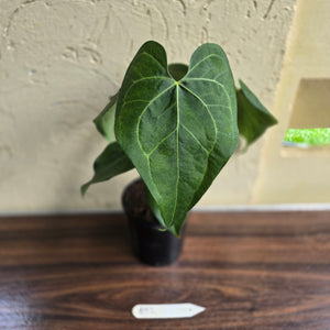 #B92 Large Anthurium Clarinervium x