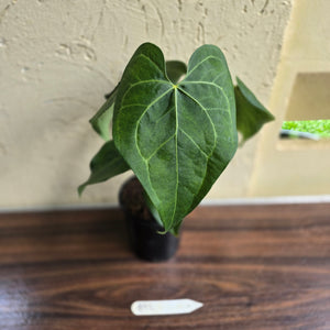 #B92 Large Anthurium Clarinervium x