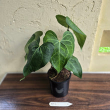 Load image into Gallery viewer, #B92 Large Anthurium Clarinervium x