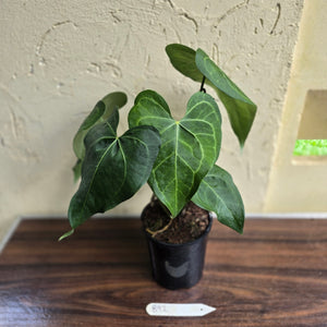 #B92 Large Anthurium Clarinervium x