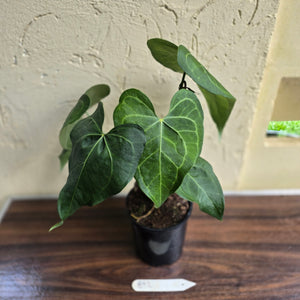 #B92 Large Anthurium Clarinervium x