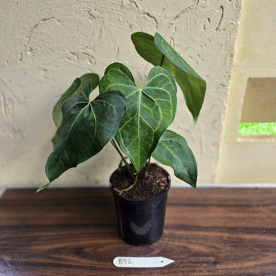 #B92 Large Anthurium Clarinervium x