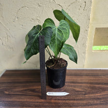 Load image into Gallery viewer, #B92 Large Anthurium Clarinervium x